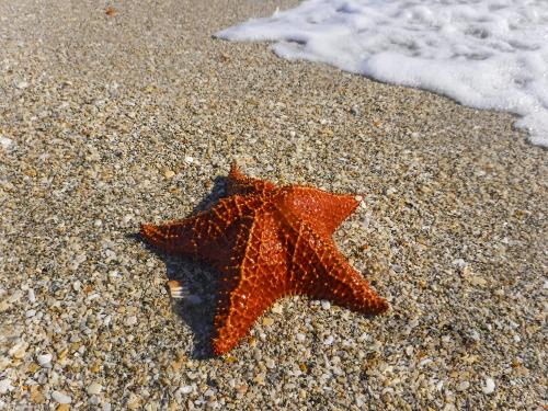 Cushion Starfish on Beach